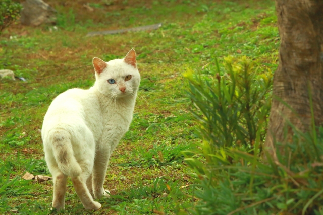 振り返るねこ