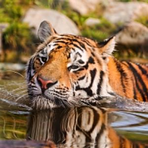 swimming_tiger